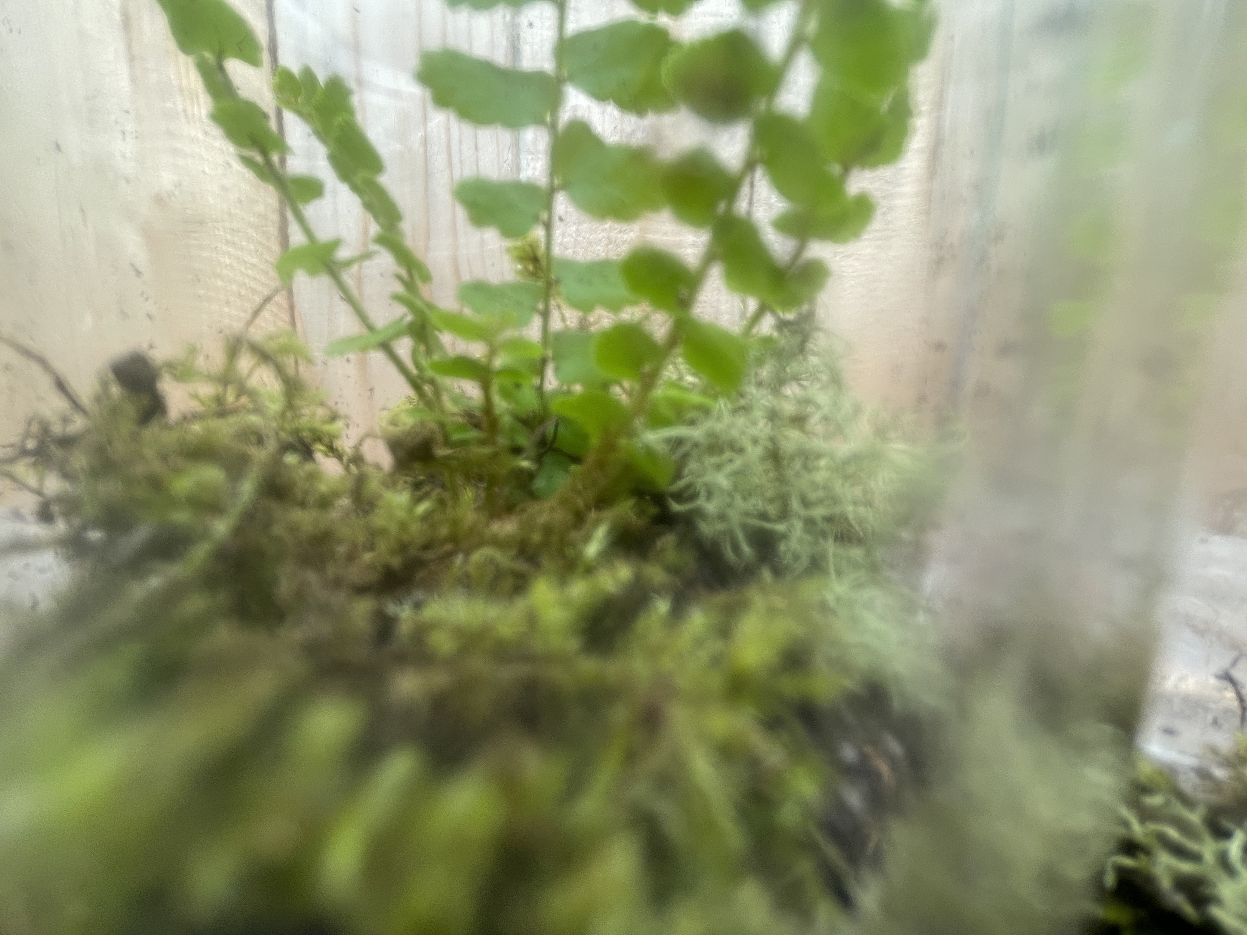 terrarium close up