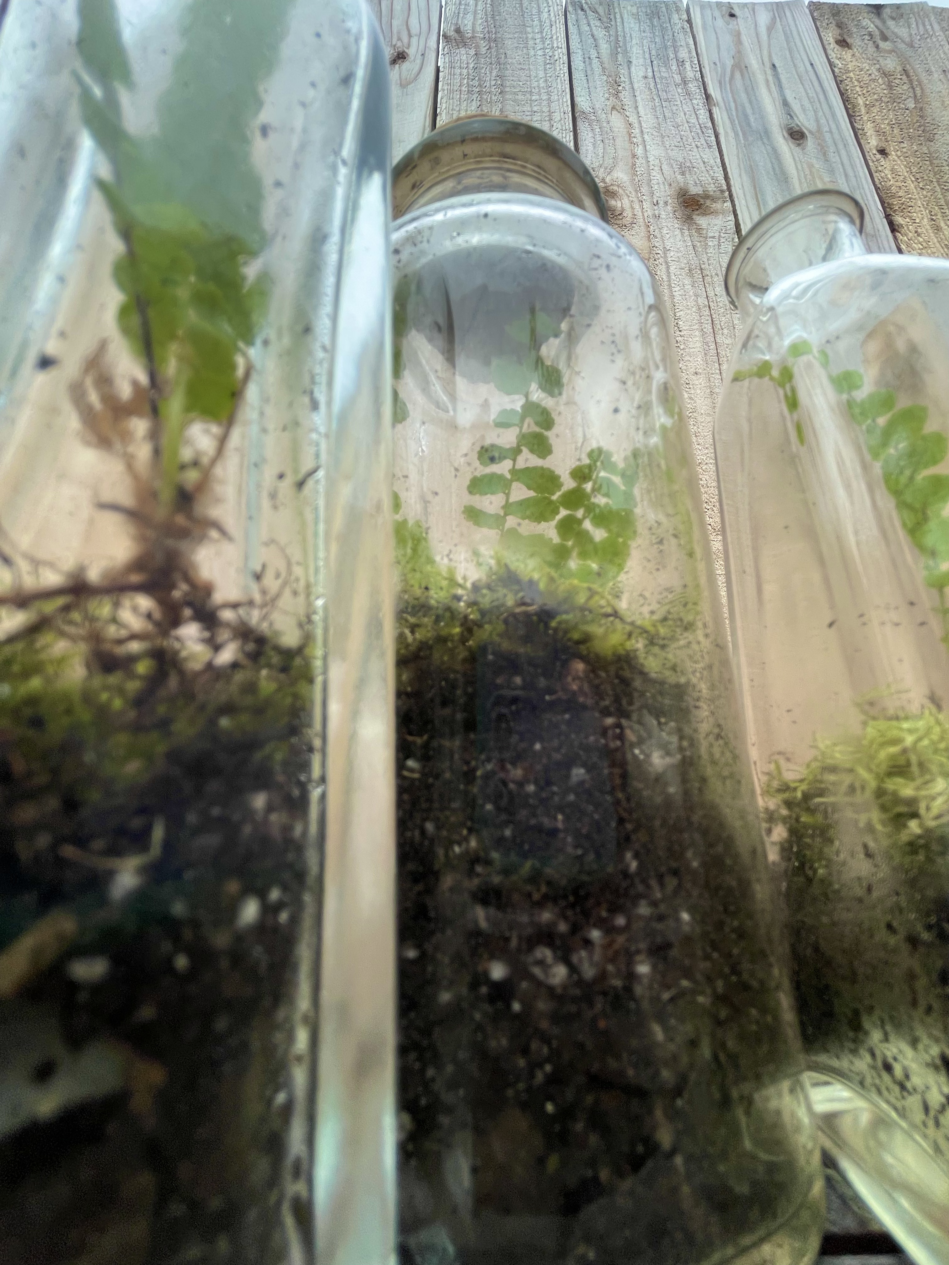 terrarium not close up